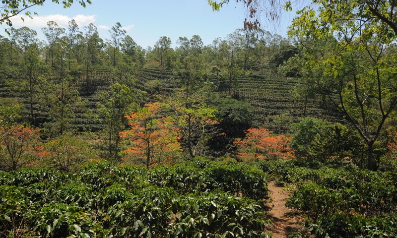 Eco-Friendly Costa Rica Image: A photograph of the coffee plantation shows an an abundance of bushes and trees.