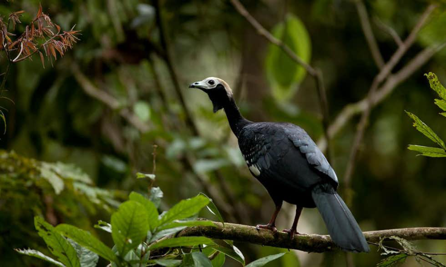 Ecuador Wildlife Image: A black and white piping guan stands on a branch.