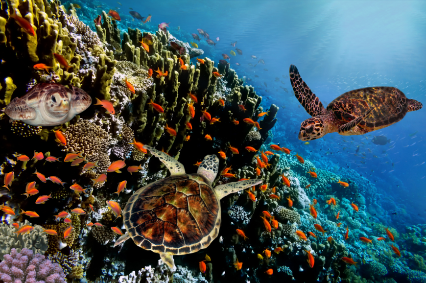 Ecuador Wildlife Image: Sea turtles and fish swim in a clear ocean.