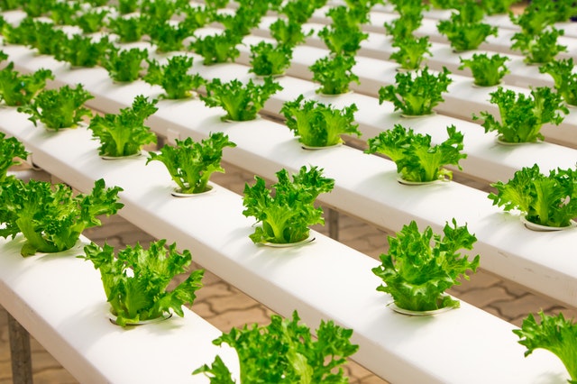 Best Ecotourism Lodges Image: Rows of bright green lettuce are growing elevated in rows hydroponically.