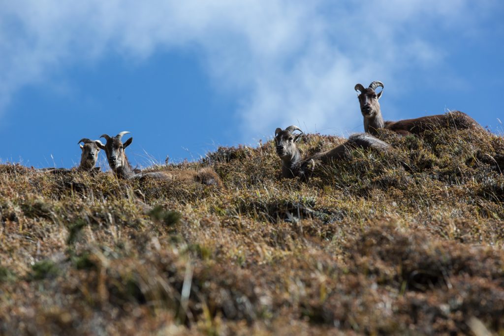 Everest Trek Image: Mountain goats peek and crane their heads to look down at the camera from the side of a hill.