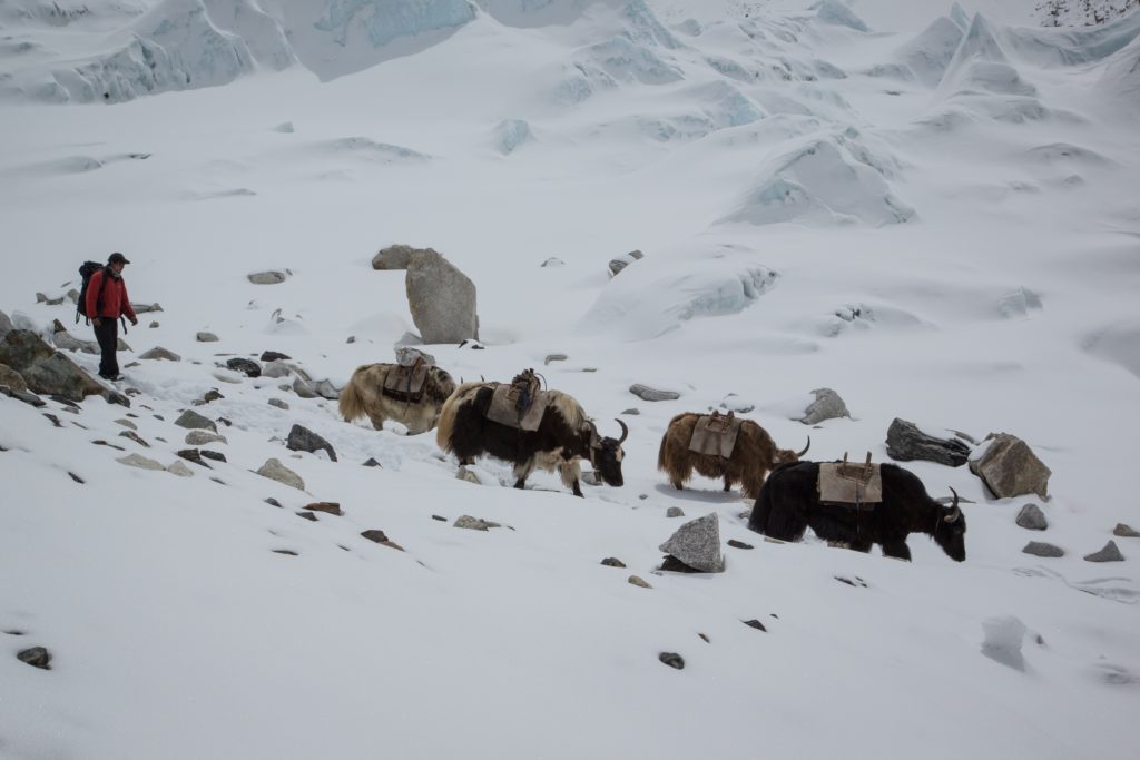 Everest Trek Image: Yaks in shades of black, brown, cream, and black and white trek the snowy Himalaya. A person in a red parka is bringing up the rear.