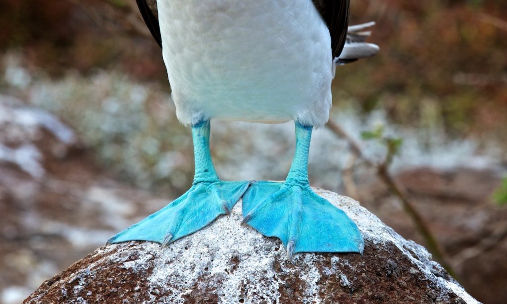Galápagos Islands Image: A close-up of the infamous Blue-Footed Booby's namesake feet.