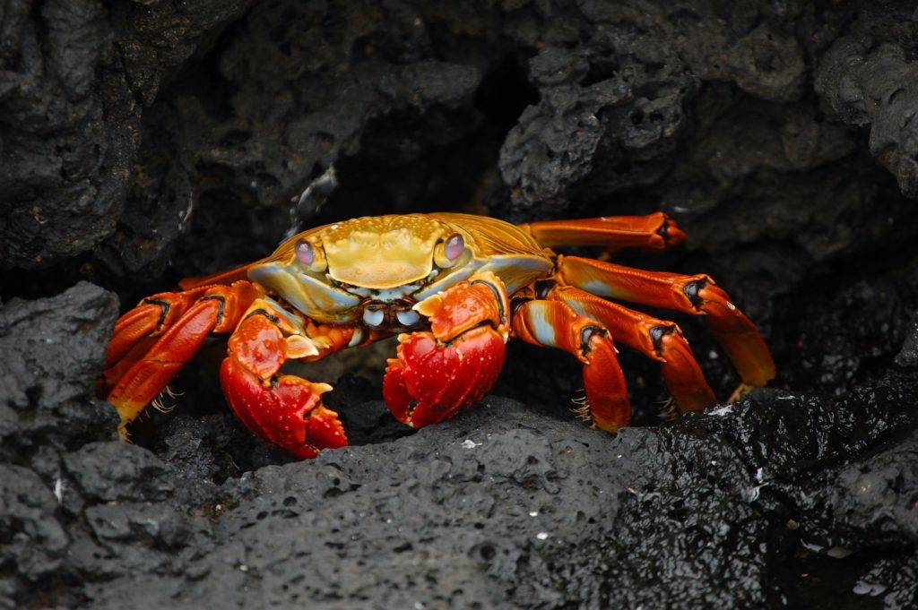 Galápagos Island Image: A Sally Lightfoot Crab sits in a the opening or gap of a series of dark, charcoal-colored rocks.