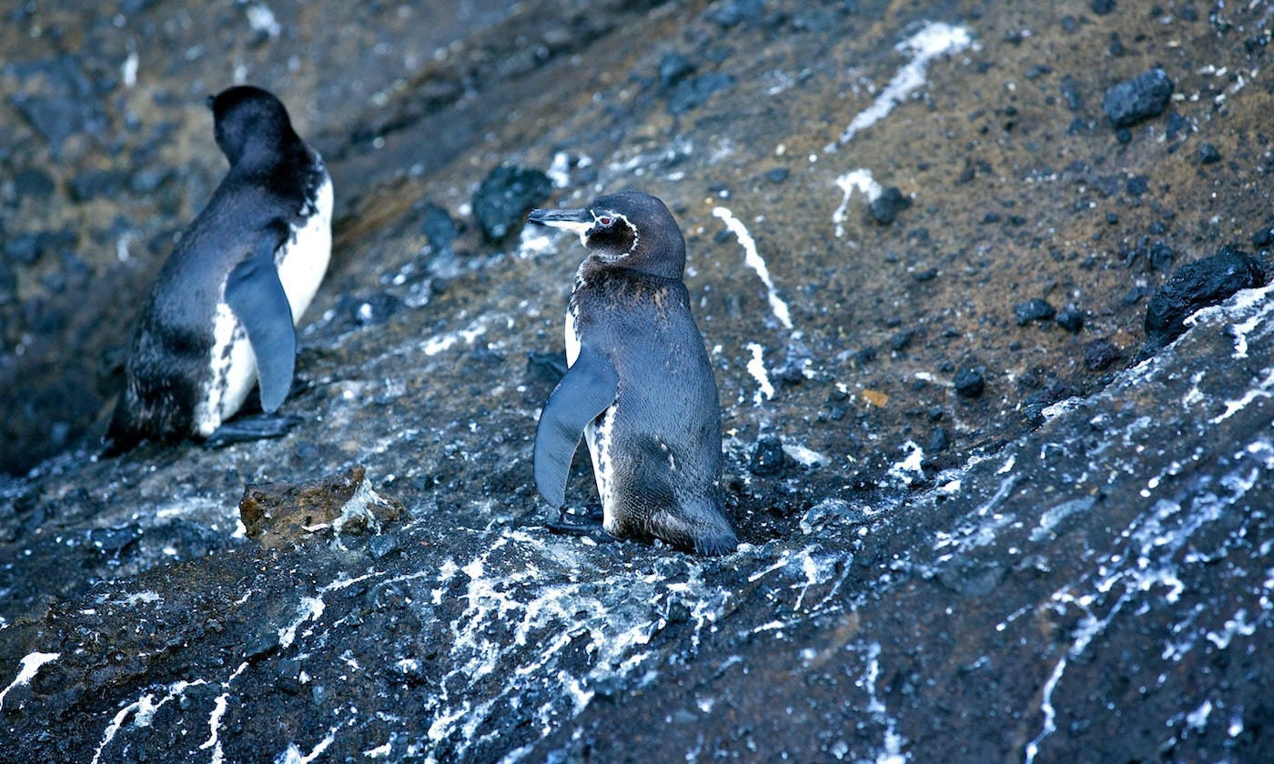 Ecuador Wildlife Image: Two black and white penguins are seen on the rocks of the Galapagos.
