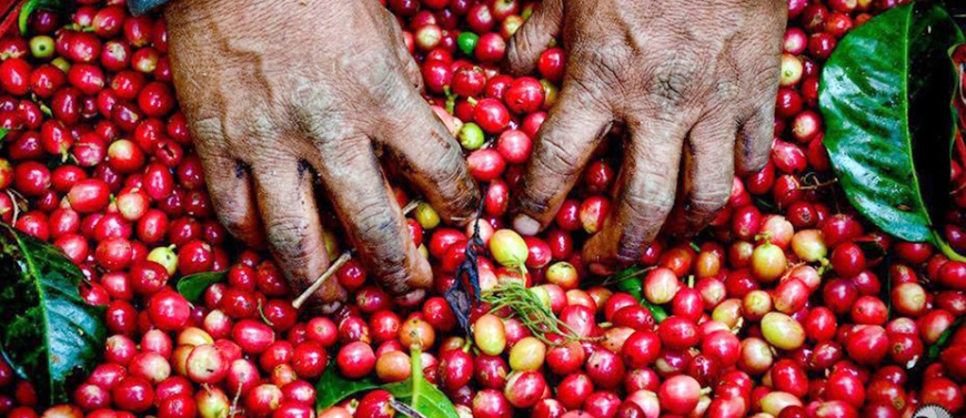 Green Season Image: Experienced hands comb through red coffee berries.