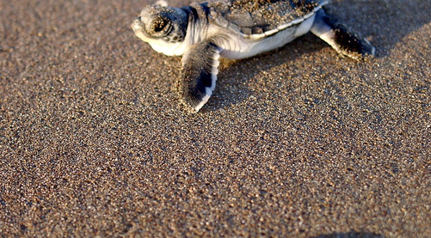 Green Season Image: A baby sea turtle crawls on the sand en route to the ocean.