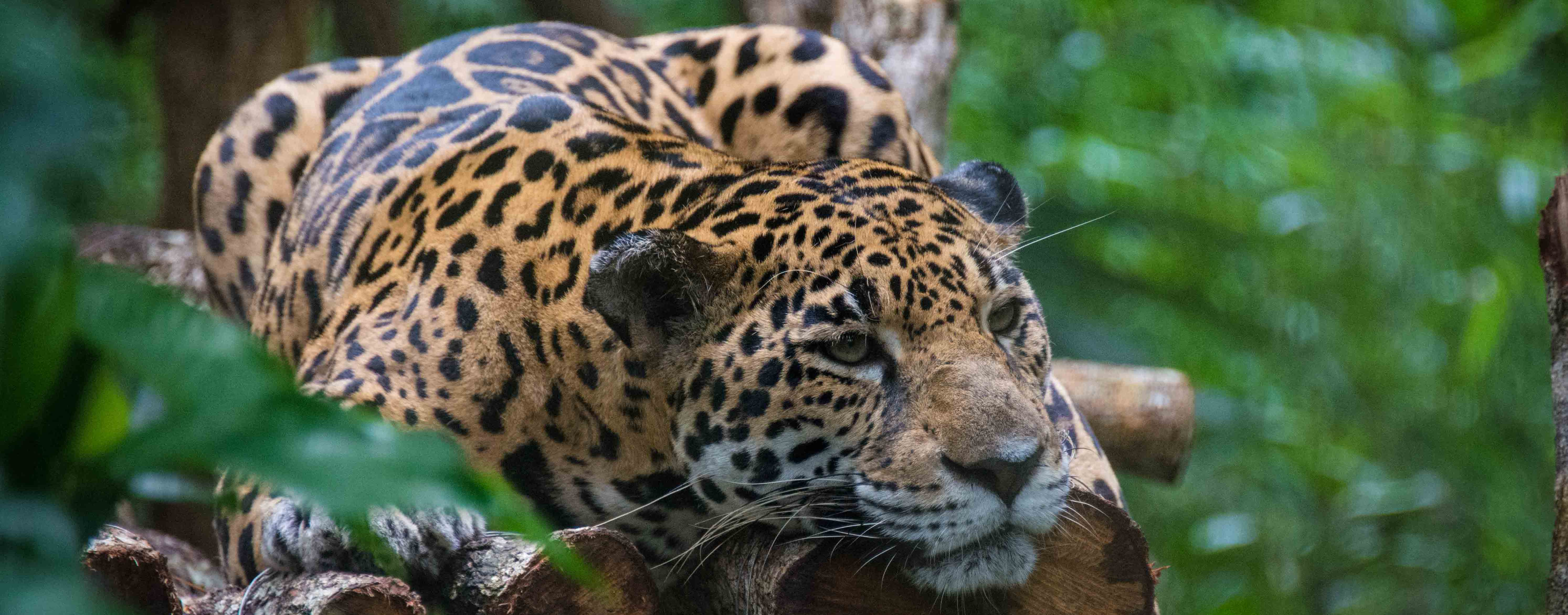 Wildlife Experiences Image: A jaguar is stretched out on a tree.