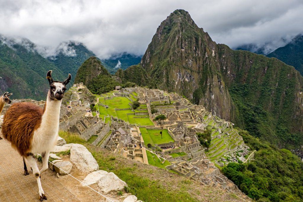 Machu Picchu Travel Image: Two llamas are in the foreground whilst Peru's Machu Picchu is in the background.