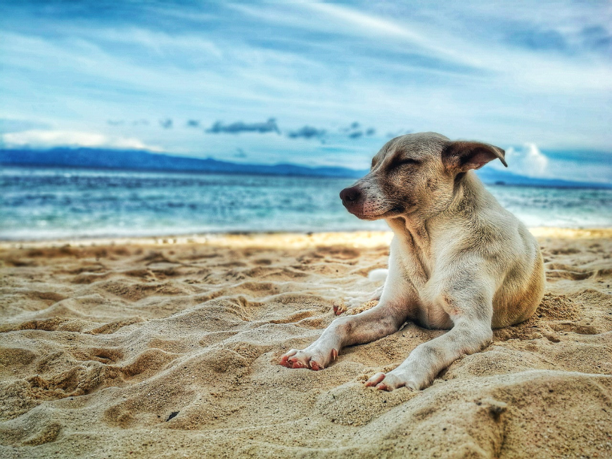 Moving Abroad Image: A dog sits on a sandy beach—eyes closed and a slight smile.