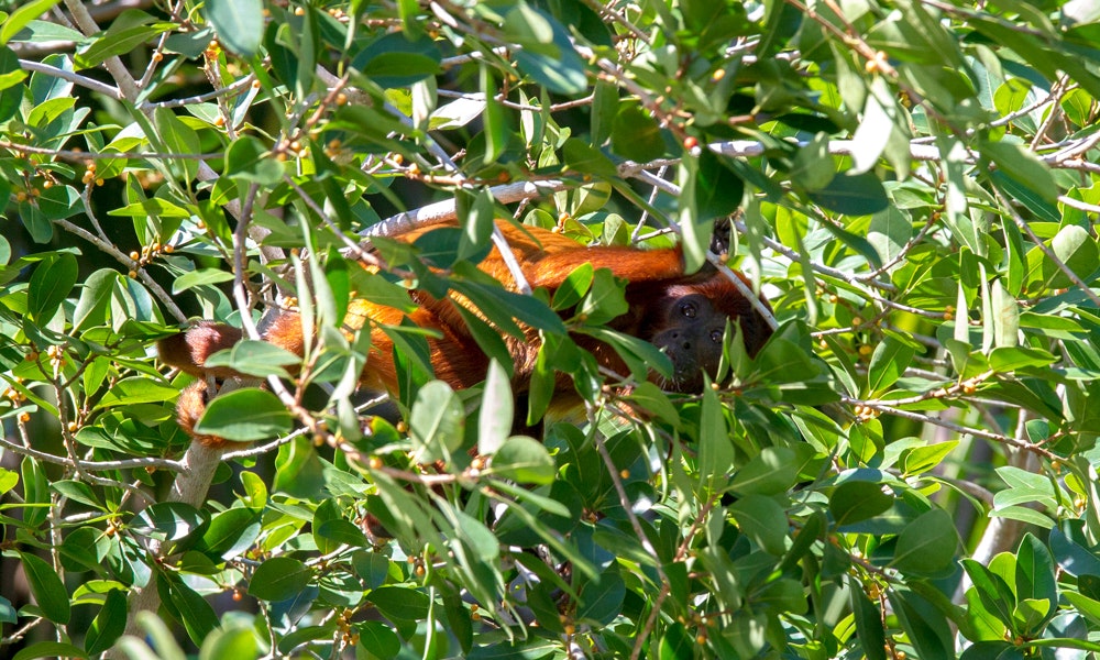 Nature Image: A red primate (not an orangutan) sits amidst leafy green branches, and watches the primate taking this photograph.