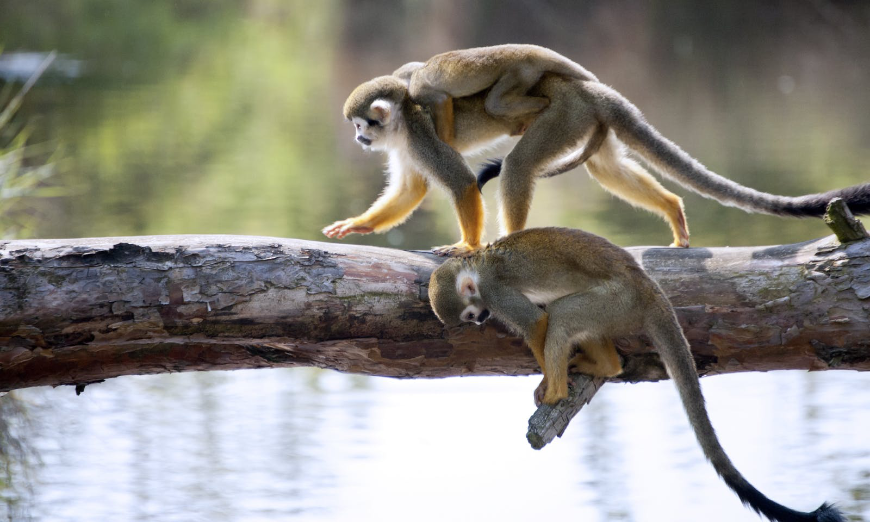 Offset Travel Carbon Footprint Image: A family of 3 squirrel monkeys makes their way across a tree.
