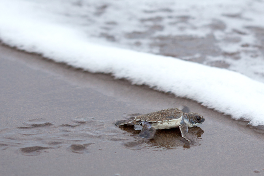 Pacific and Caribbean Costa Rica Image: