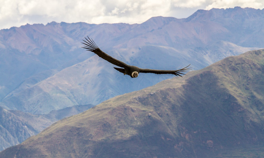 Peru Group Tour Image: A condor soars against the landscape.