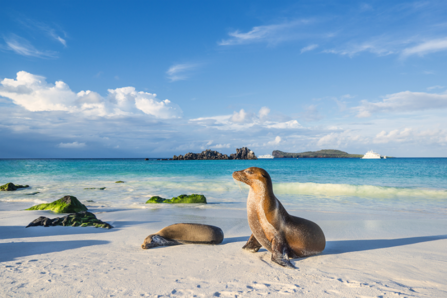 Ecuador Wildlife Image: Two sea lions lounge off the shore of an island within the Galápagos.