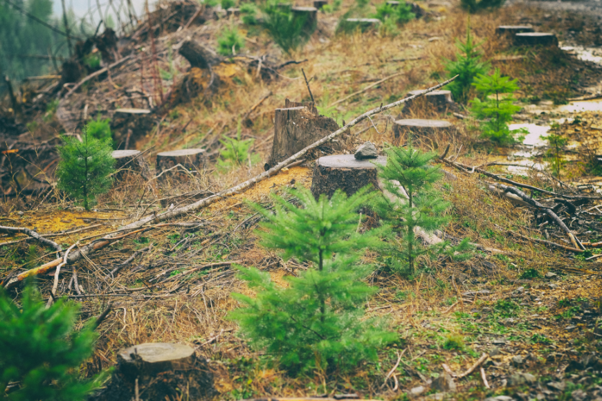 From Seed To Sapling: Reforestation Explained