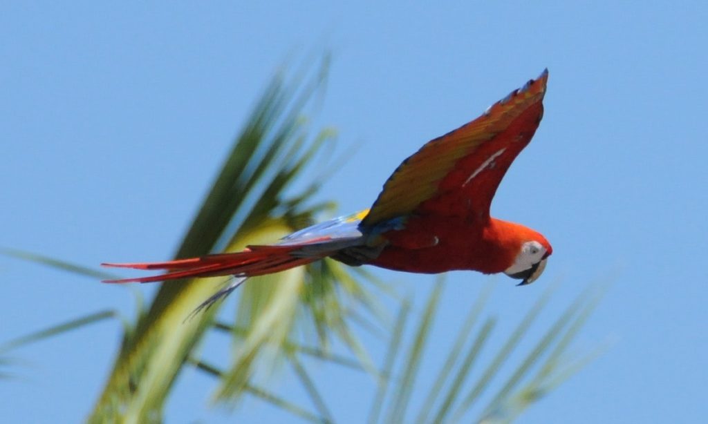 Vacation Time Image: A scarlet macaw parrot is mid flight; a blue sky and the tips of green palm trees are behind her.