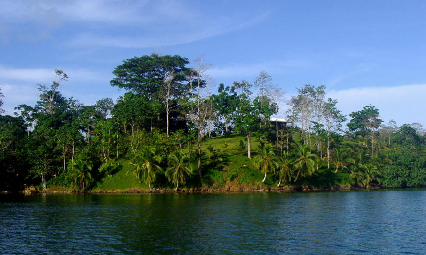 Summer In Panama Image: Nancy Caye covered in lush foliage.