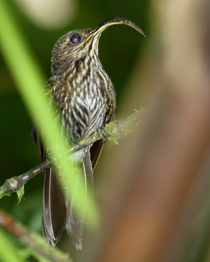 Summer In Panama Image: A white-tipped sicklebill sits on a branch.