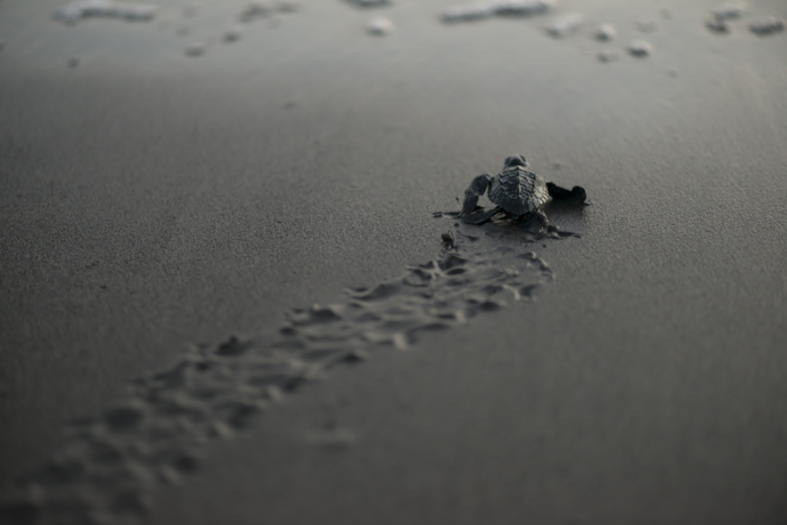 Summer In Panama Image: A baby sea turtle crawls toward the ocean.