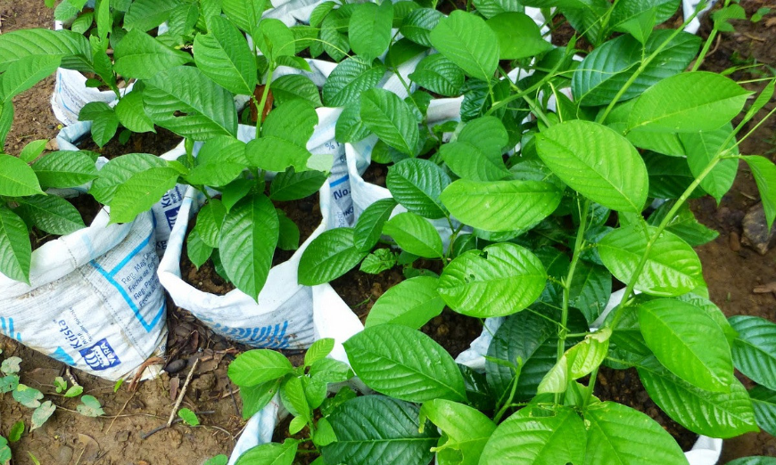 Sustainable Tourism Entrepreneurs Image: Green seedlings waiting to be planted.