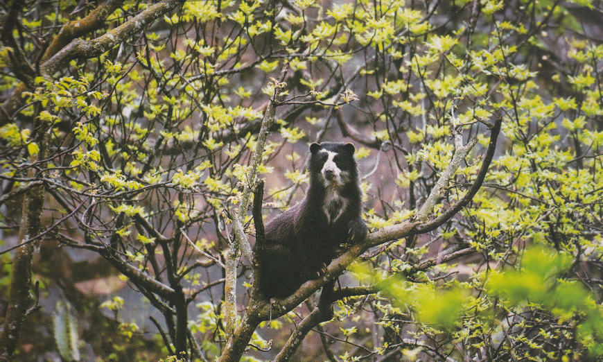 Sustainable Travel In Peru Image: A spectacled bear sits in a tree.
