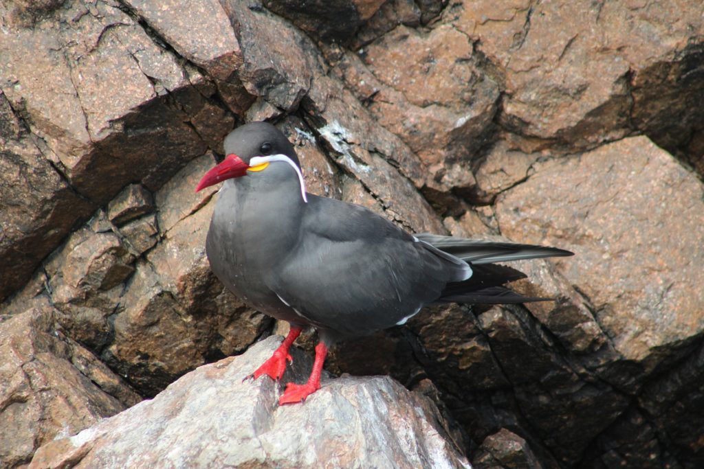 Unique Peru Image: An Inca tern (red feet, dark smoky grey body, red beak, yellow and white accent on the neck and face). 