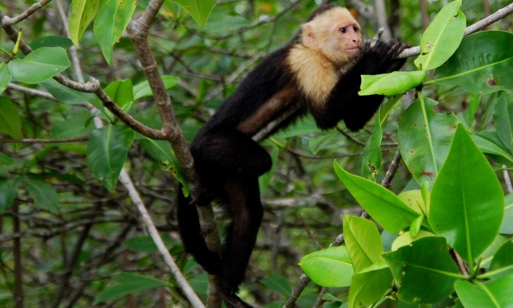 What To Pack: A capuchin monkey stretches out in a tree with a somewhat bemused facial expression.