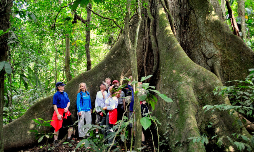 Why Choose A Travel Agent Image: A tour group stands at the base of a great tree in a jungle.