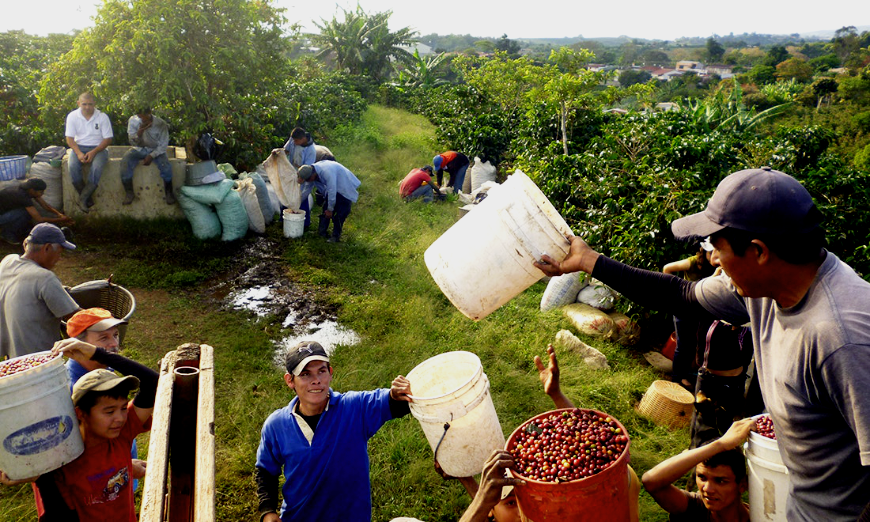 Why Is Costa Rica The Happiest Country Image: A variety of people are harvesting coffee cherries. 