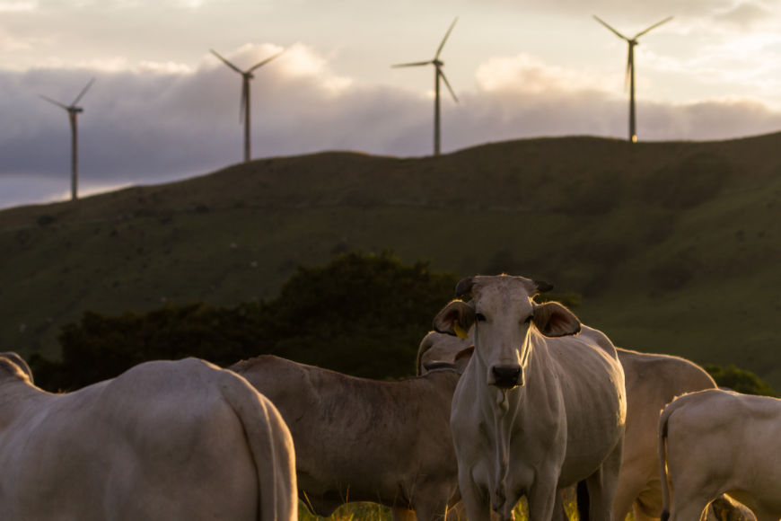 Why Is Costa Rica The Happiest Country Image: Cows graze in a green field, wind turbines dot the landscape in the background. 